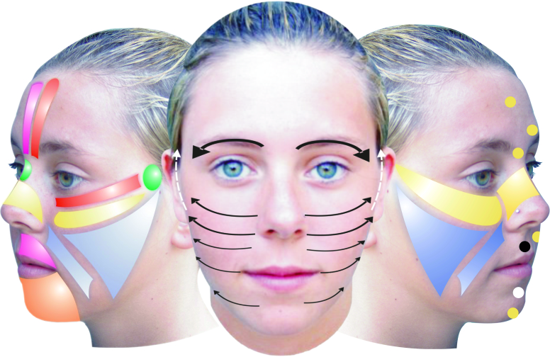 Ansigts Refleksterapi​